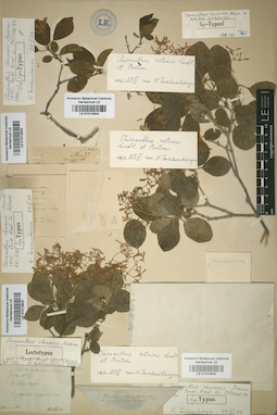 LE 01012804