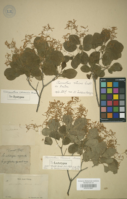 LE 01012807