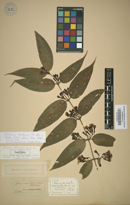LE 01012810