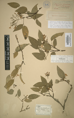 LE 01012816