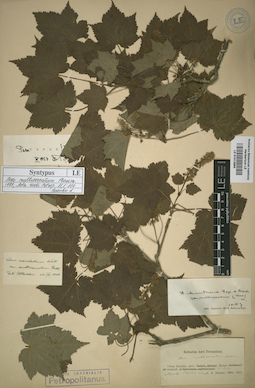 LE 01012864