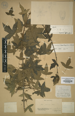 LE 01012882