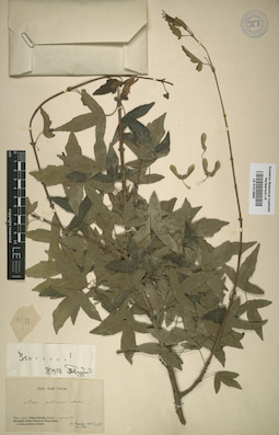 LE 01012883