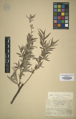 LE 01012906