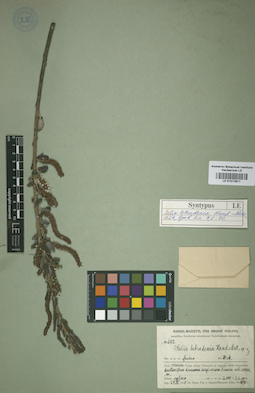 LE 01012911