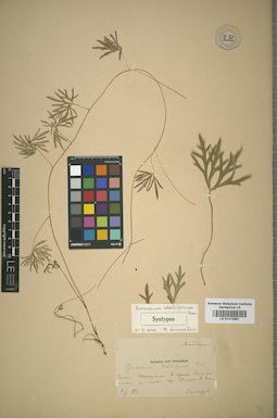 LE 01012951