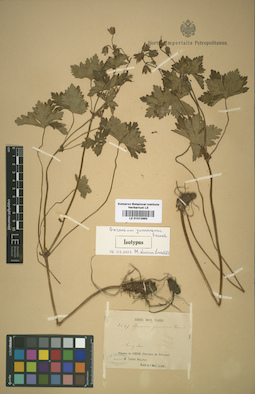 LE 01012960