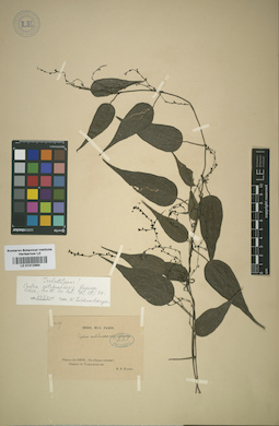 LE 01012984