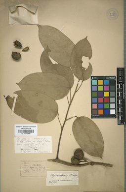 LE 01012986