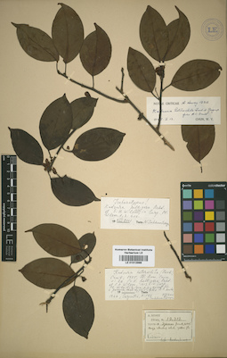 LE 01012996