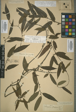LE 01013024