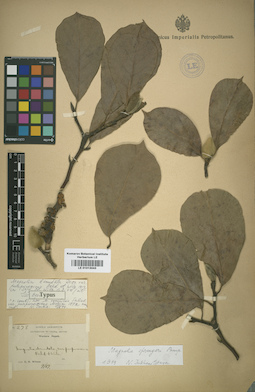LE 01013043