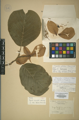LE 01013044