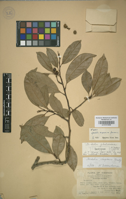 LE 01013056