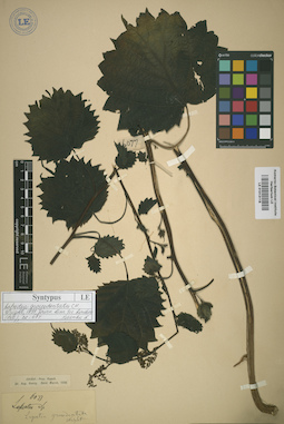 LE 01013118