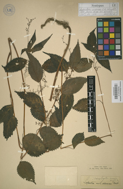 LE 01013121