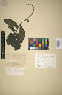 LE 01013142