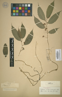 LE 01013145
