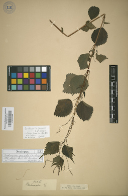 LE 01013146