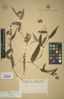 LE 01013281