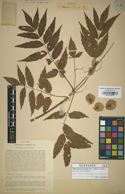LE 01013770