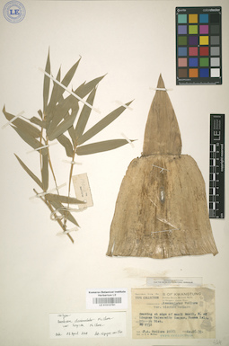 LE 01013781