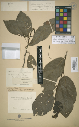 LE 01013786