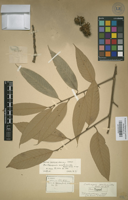 LE 01013787