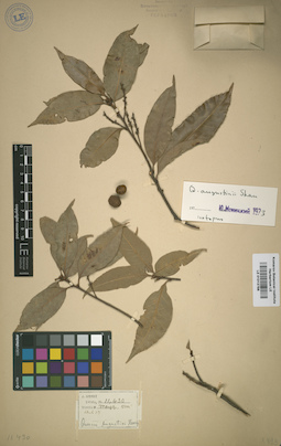 LE 01013788