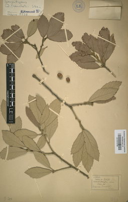 LE 01013790