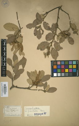 LE 01013791