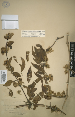 LE 01013919