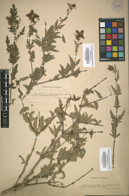 LE 01013931