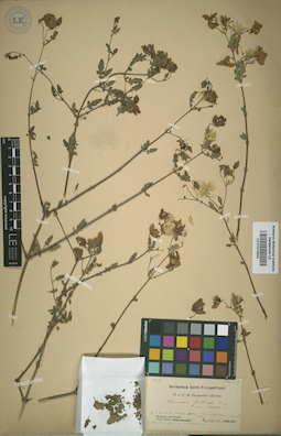 LE 01013933