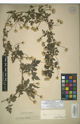 LE 01013964