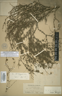 LE 01013966