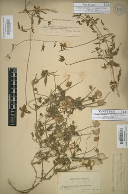 LE 01013975