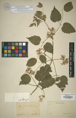 LE 01013988