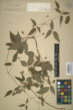 LE 01013990