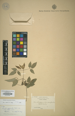 LE 01013991