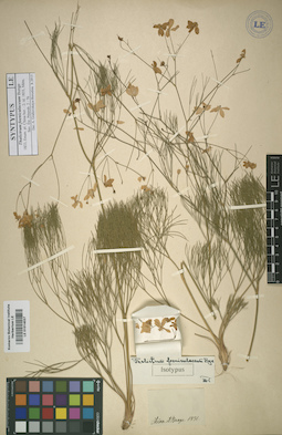 LE 01014037