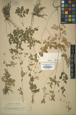 LE 01014041
