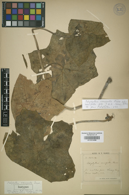 LE 01014096