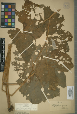 LE 01014097
