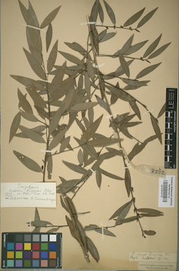 LE 01014115