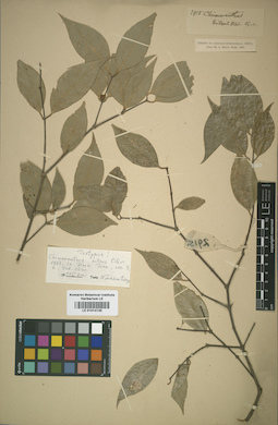 LE 01014135