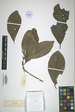 LE 01014153