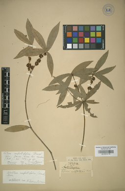 LE 01014176