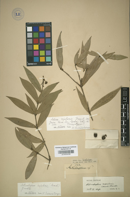 LE 01014181