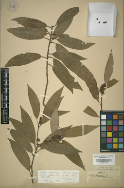 LE 01014183